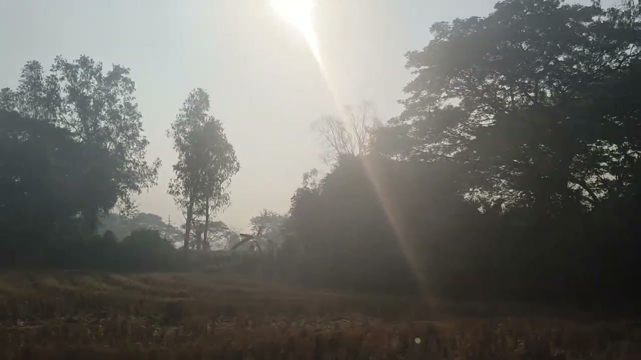 Barijanga forest padia, 8 30 am #barijanga