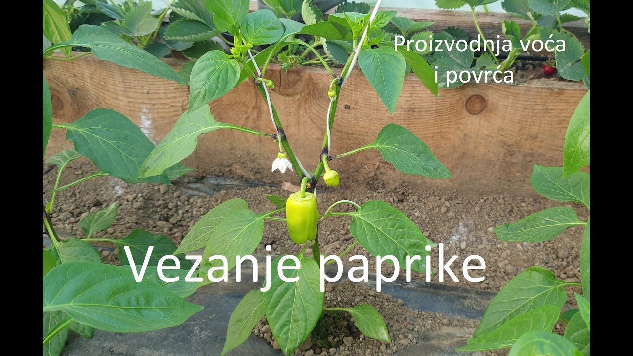 Vezanje paprike - vođenje na dvije grane