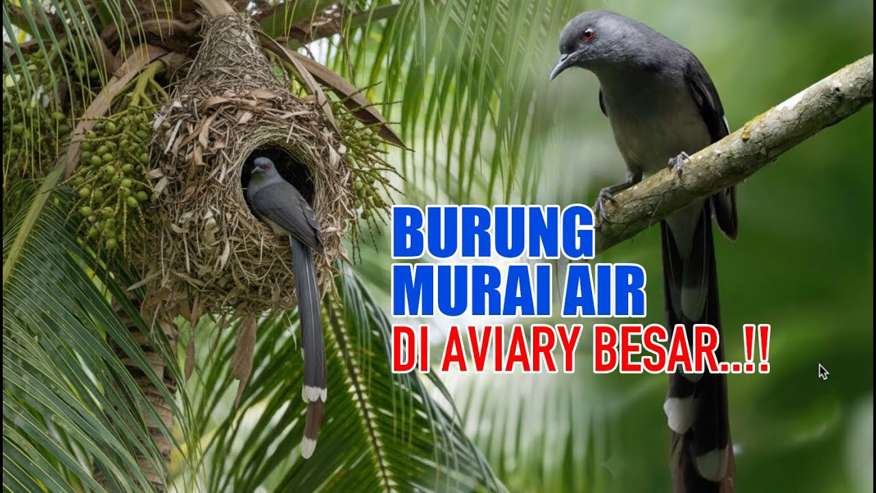 BURUNG MURAI AIR KALAU DITARUH DI AVIARY BESAR TERNYATA BEGINI - BURUNG APA SIH INI !!