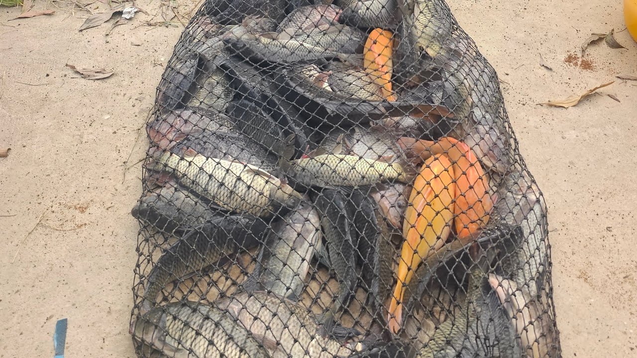 Fishing | C&acirc;u Đ&agrave;i | Săn R&ocirc; Phi M&acirc;m Tại Nga Ki&ecirc;n, L&acirc;m Đồng | Nghiện C&acirc;u TV