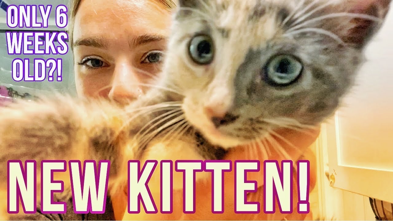 I Rescued a 6 Week Old Kitten 🐱💕