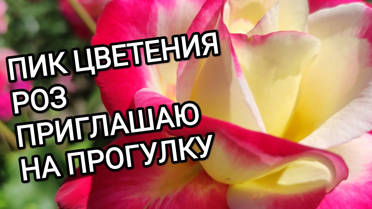 ПИК ЦВЕТЕНИЯ РОЗ. ПРИГЛАШАЮ НА ПРОГУЛКУ. ч.2