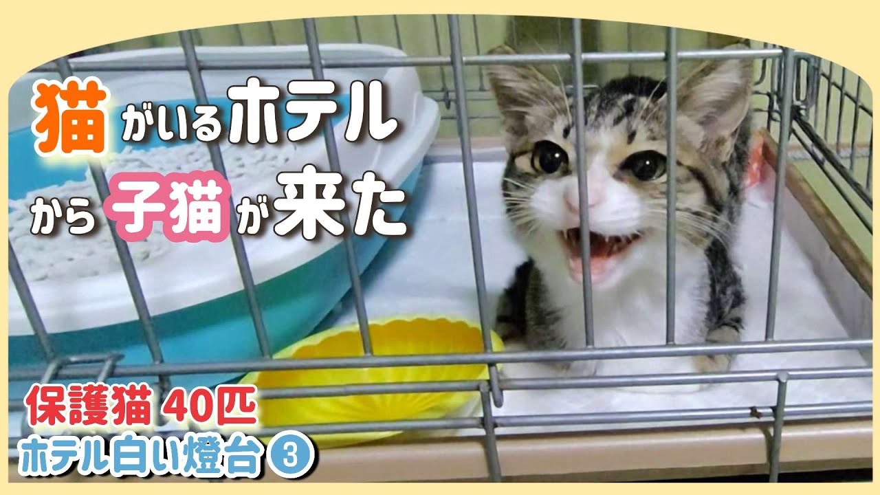 【ねこ宿】40匹の猫がいるホテルから子猫を家族に迎えた