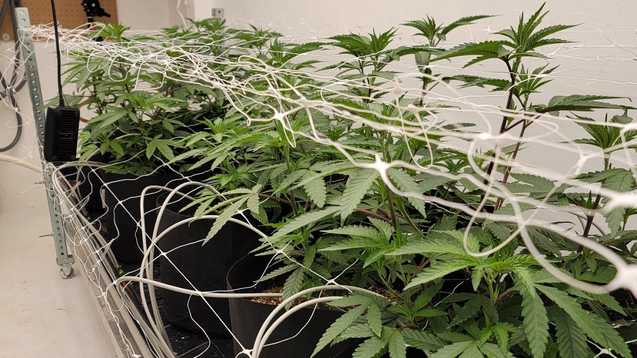 Week 2 Veg - Automated Hydroponic Drip System @TrolMaster Aqua-X & Outdoor Grow 2022