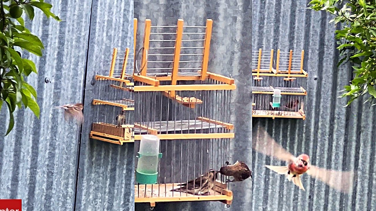 How To Catch Finches Redpoll #trap #birdtrap #goldfinch #goldfinches #passaros #birdhunt #caccia