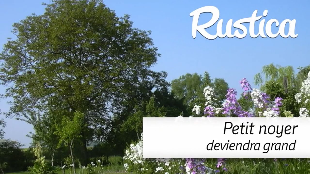 Réussir le déplacement d'un jeune noyer dans le jardin