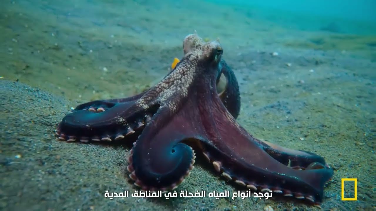 World Octopus Day 2025