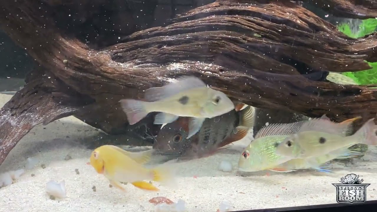 Spitty's Fish Room Tour and Feeding All My Tanks
