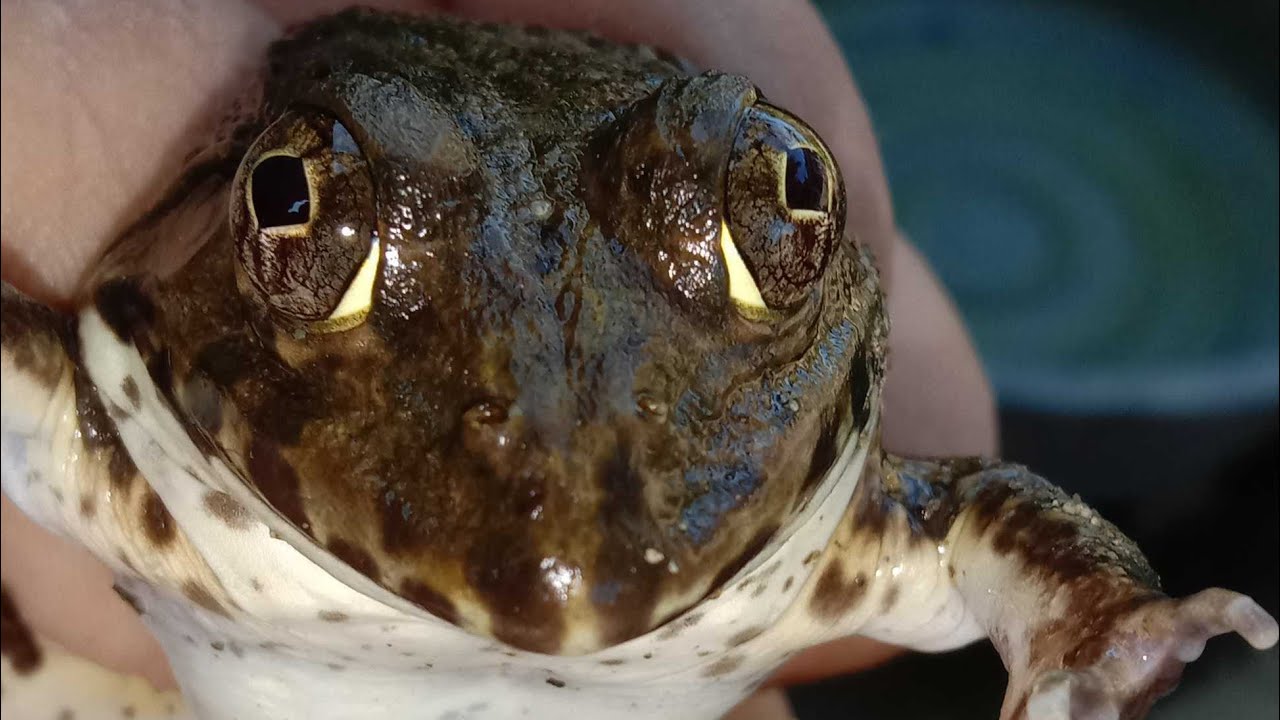 #frog recipe #shorts #shortsvideo  #shortsfeed  #exoticfood
