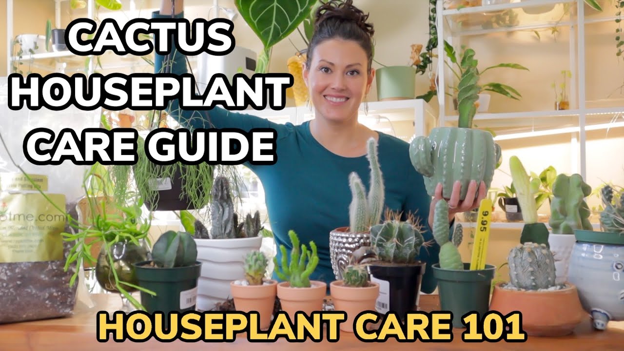 Лучшие советы по уходу за кактусами: полив, освещение, пересадка, почва, удобрение — Уход за комн...