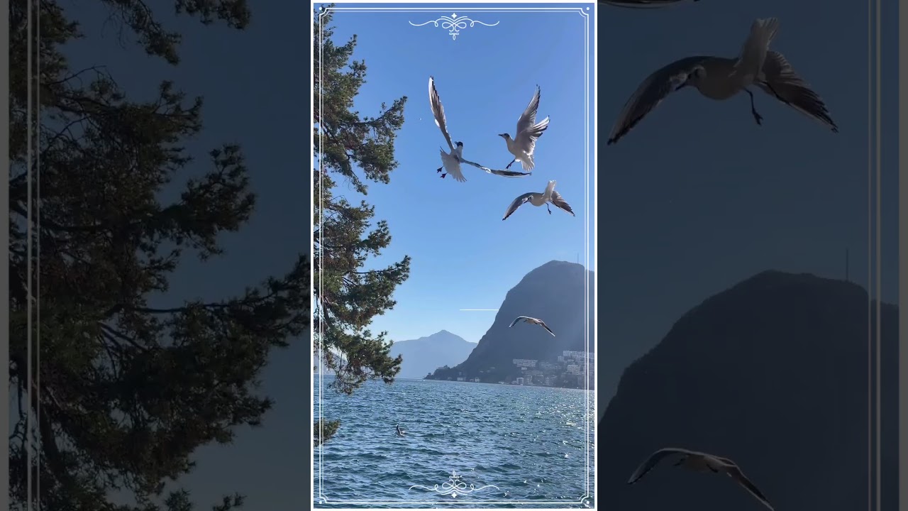 Hungry seagulls over the lake #birds