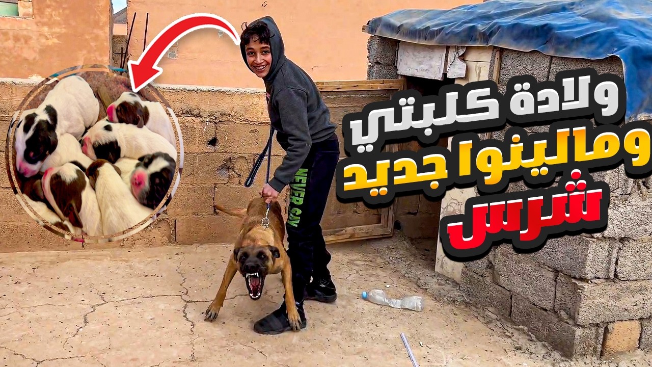 وأخيرا ولادة كلبتي ريكسي🐕‍🦺​ ولدات وليدات زوينين🐾 كلب جديد مالينوا شرس 💥​