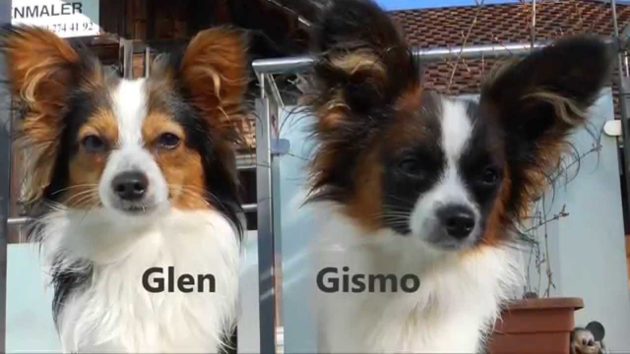 Papillon Glen & Gismo suchen ihr liebevolles neues zu Hause 1