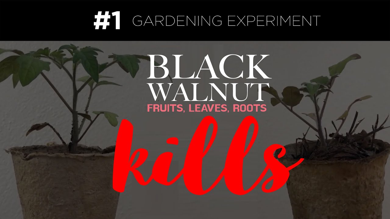 How Black Walnut Kills Tomatoes - Juglone Experiment