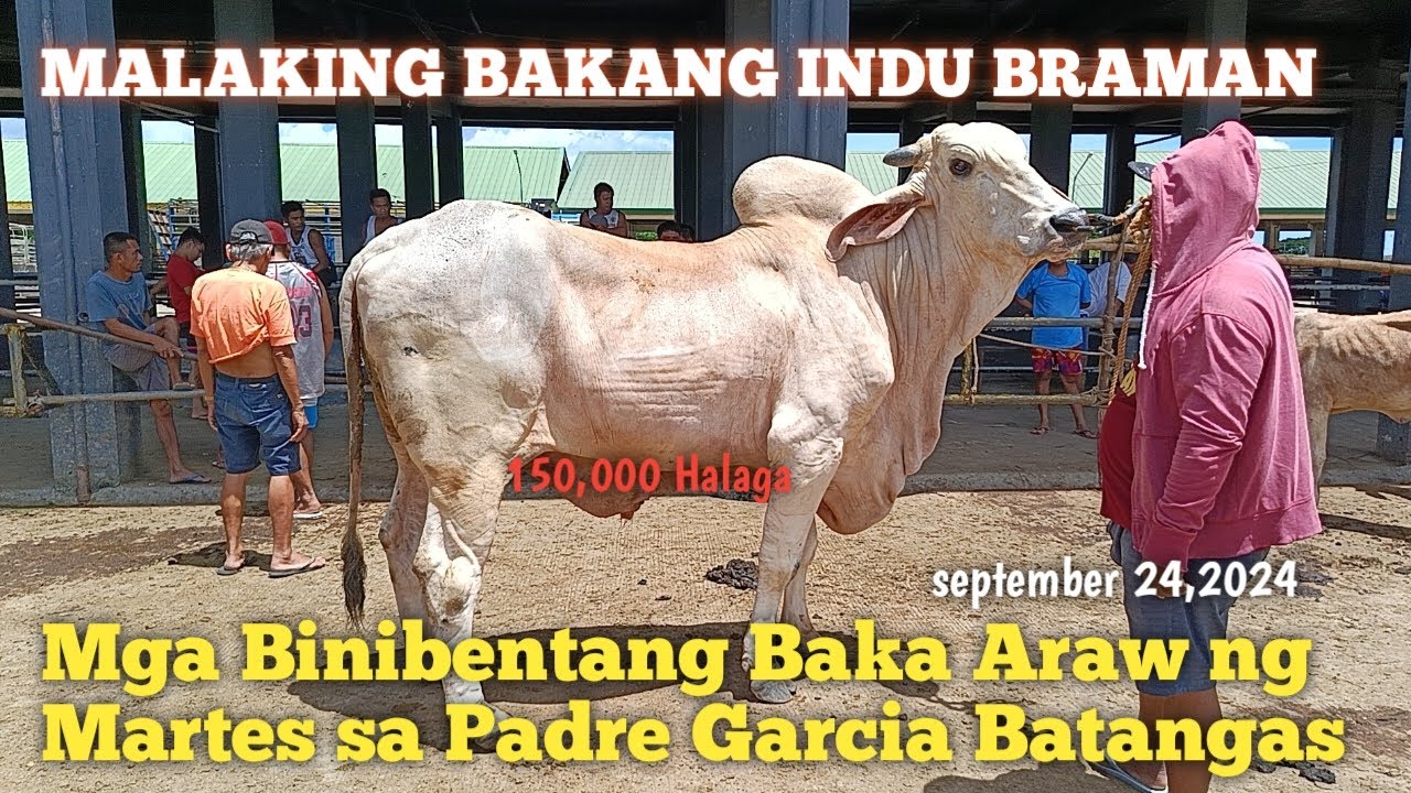 Update ng malalaking Baka sa Padre Garcia Batangas..
