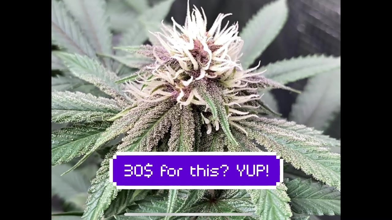 30$ Fox farm trio pack will grow high quality cannabis in a 2x2 tent