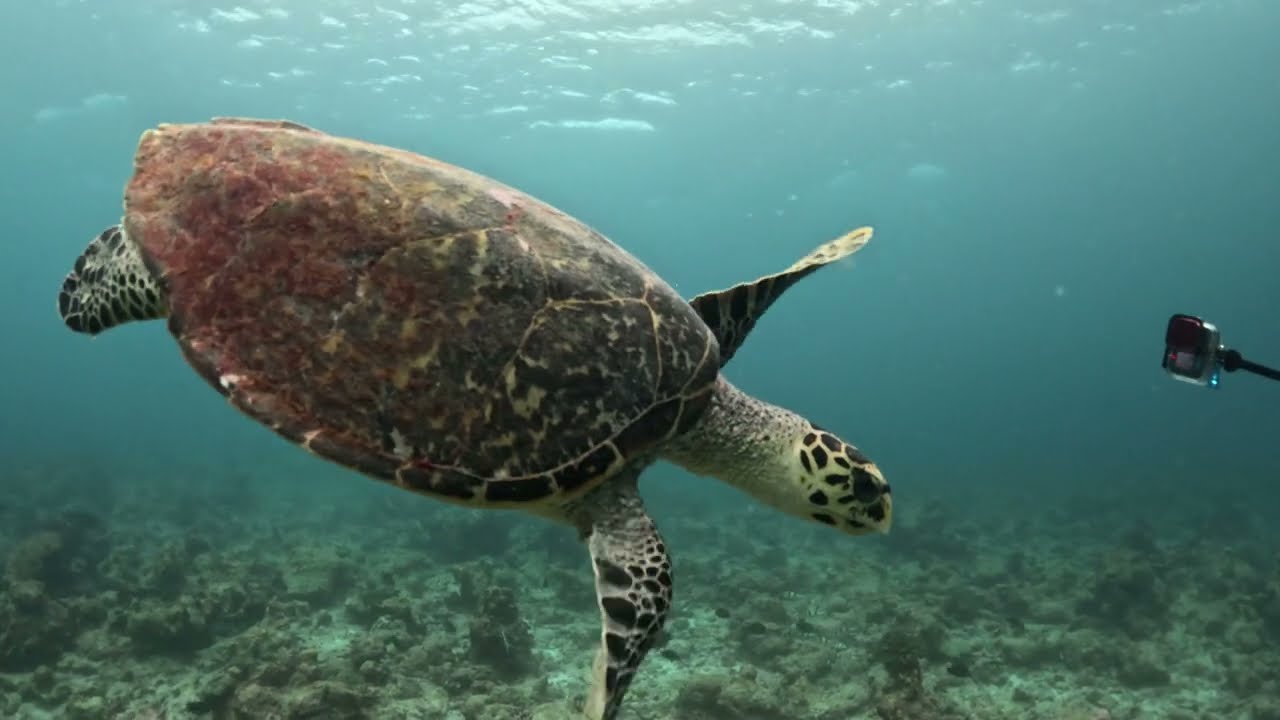 Maldives, Dhiffushi 2025/2026 trip, diving and drone video