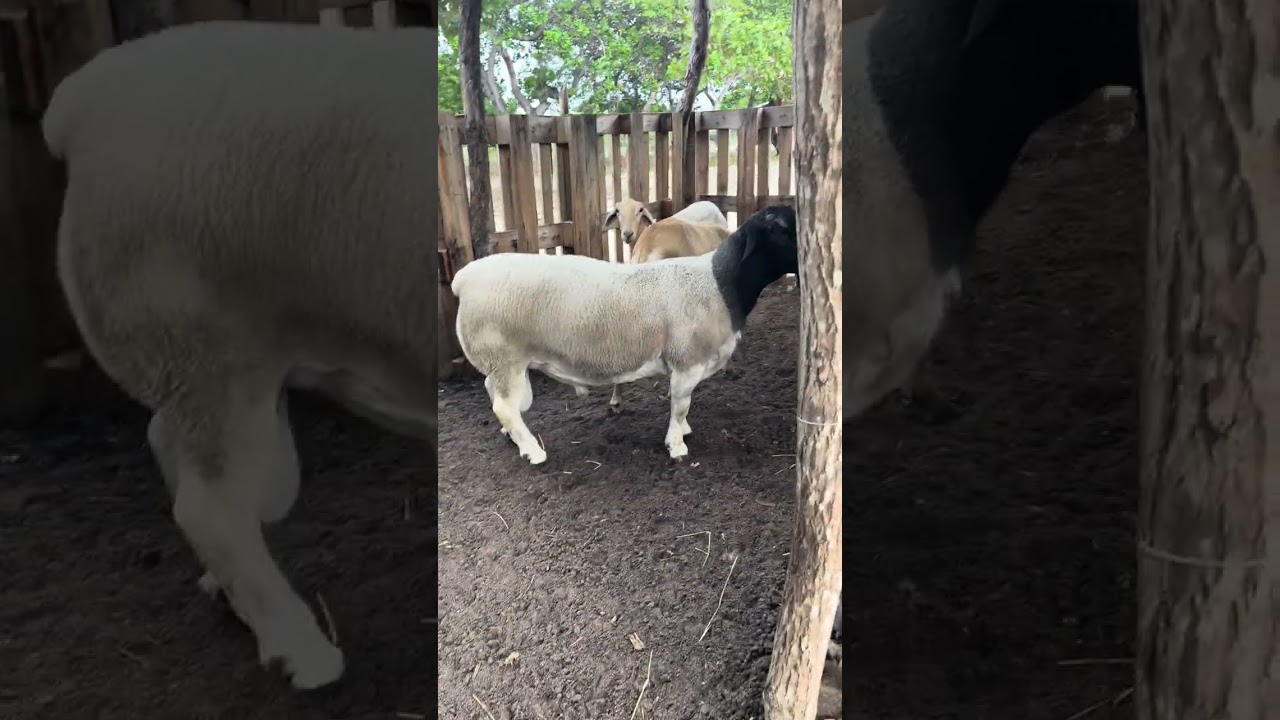 Veja o manejo reprodutivo!! #sheep #ovelhas #reprodutor#dorper.