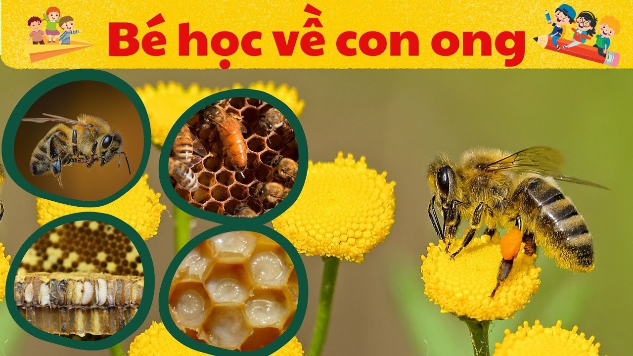 Dạy B&eacute; Học Về Con Ong | V&ograve;ng Đời Của Ong | Dạy B&eacute; C&aacute;ch N&oacute;i T&ecirc;n V&agrave; Hoạt Động Của Con Vật