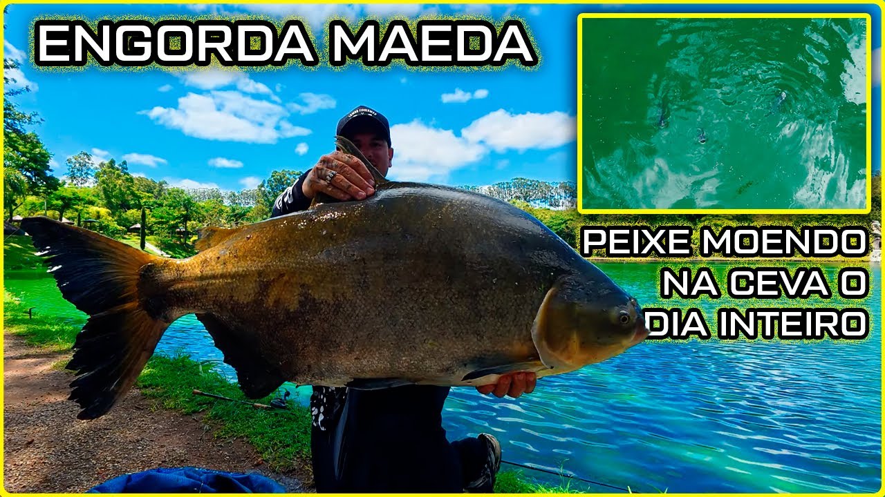 ENGORDA MAEDA/ NUNCA VI TANTO PEIXE COMENDO NA MINHA VIDA/ AÇÃO O DIA INTEIRO [DINIZ PESCA]