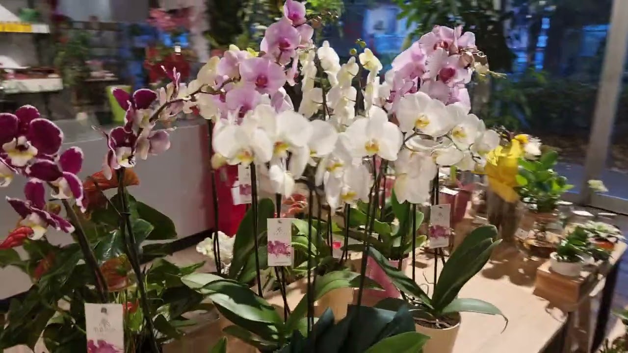 Landriani Fiori freschi