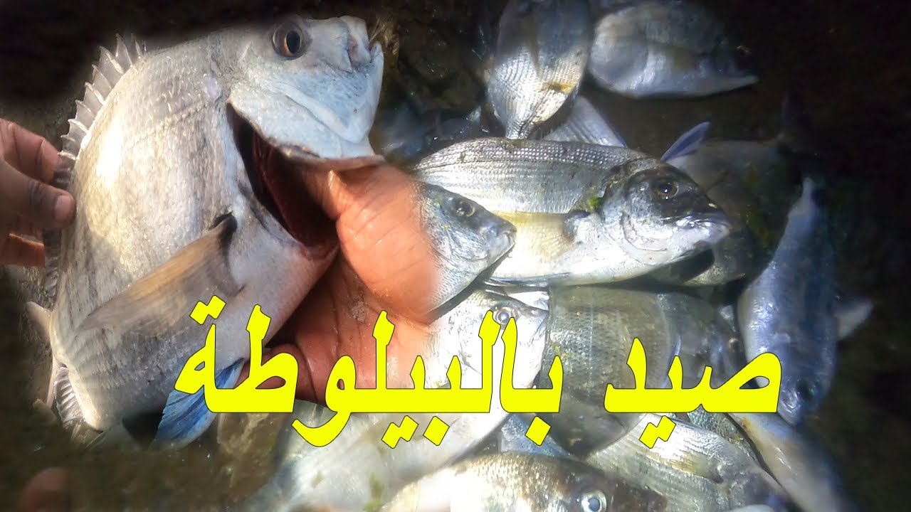 Pêche à la pelote au Maroc 2024volg5 خرجة صيد بالقصبة تقنية البيلوطة نهار يهزك البحر ويخبطك  هههههه