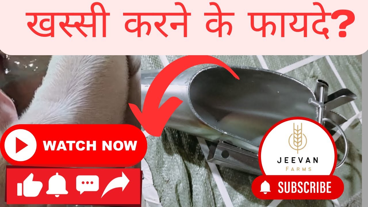 खस्सी कारने के क्या फायदे ? / khassi karne ke fayde ? / @JeevanFarms #pigdryfarming #youtubeshort