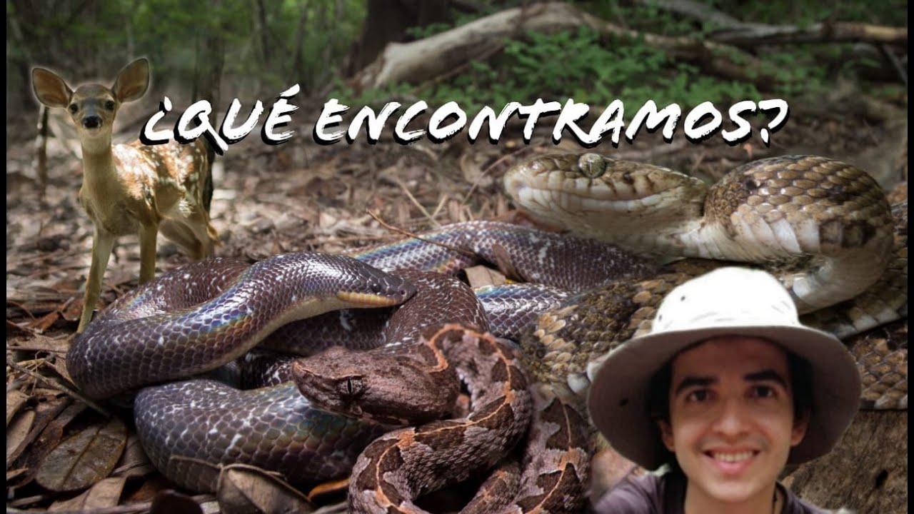 Buscamos a la Toboba Chinga (Porthidium ophryomegas). Serpientes de Costa Rica