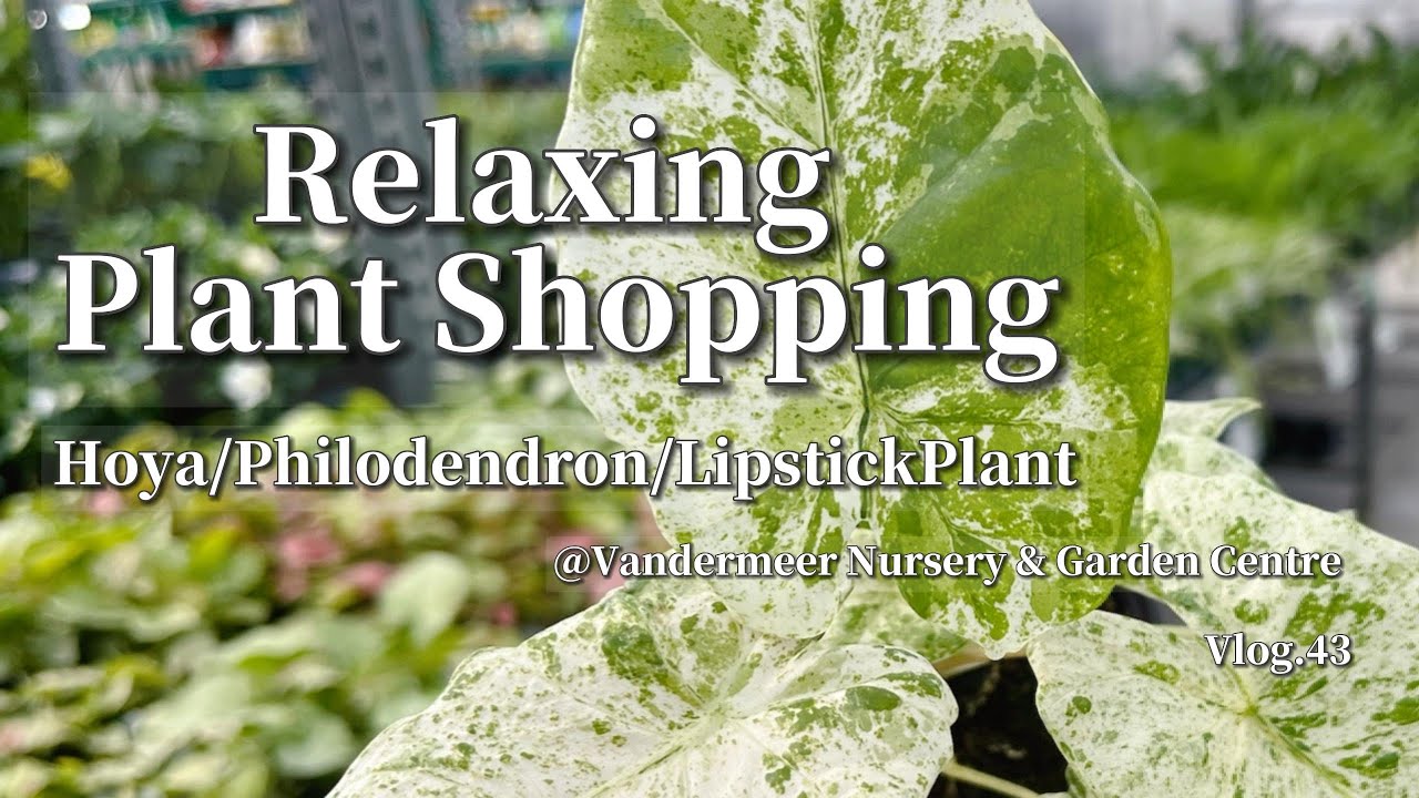 球兰等植物上新！买到Piper Crocatum！Vlog.43 Plant Shopping @Vandermeer Nursery & Garden Centre