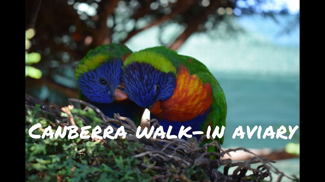 Australia Canberra Walk-in Aviary