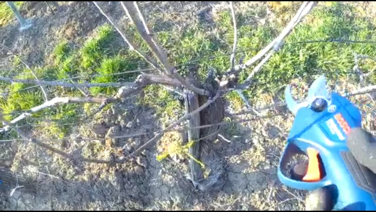 Ako strihať vinič. Ukážka rezu staršieho vinohradu.