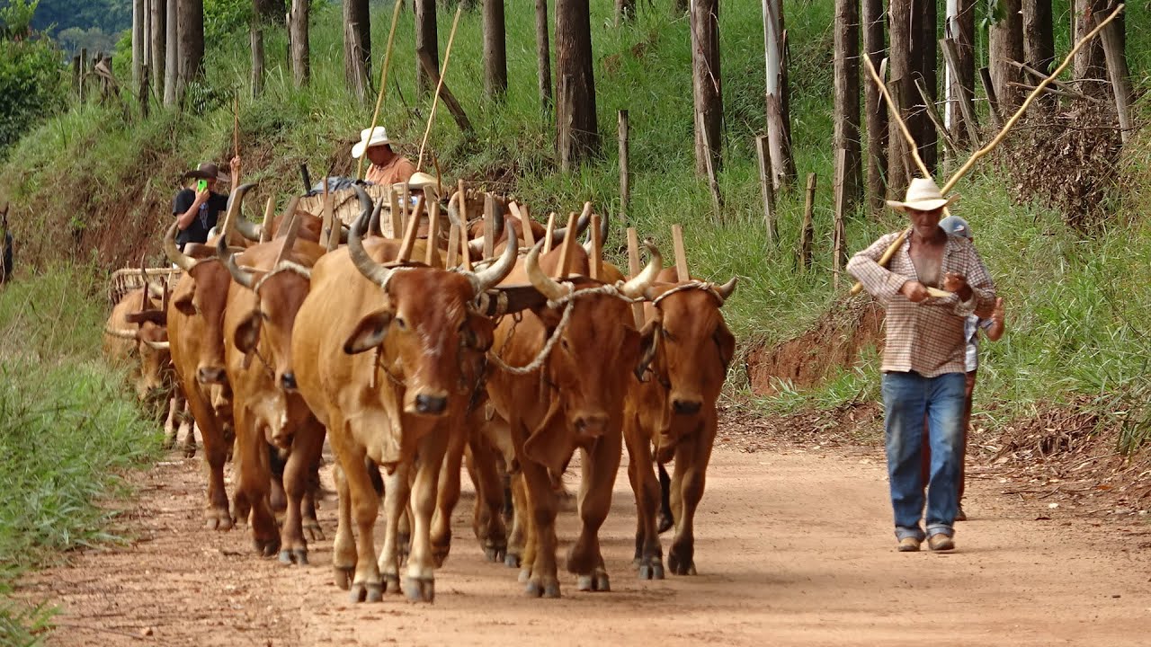 CHEGADA DOS CARREIROS PARA O DESFILE DE NOVA RESENDE-MG