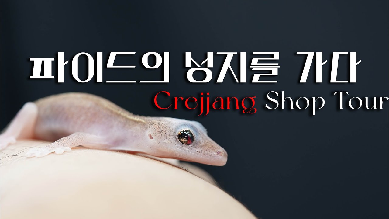 [ShopTour] 샵투어 Ep.01 크레짱 | Crejjang | 파이드의 성지를 방문했습니다..