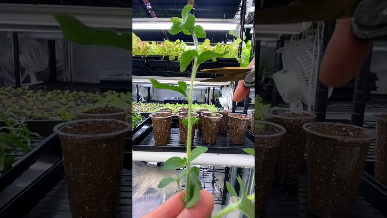 Превратите одно растение в 30 с помощью клонирования! 🌱 #стевия #клонирование #садоводство #город...