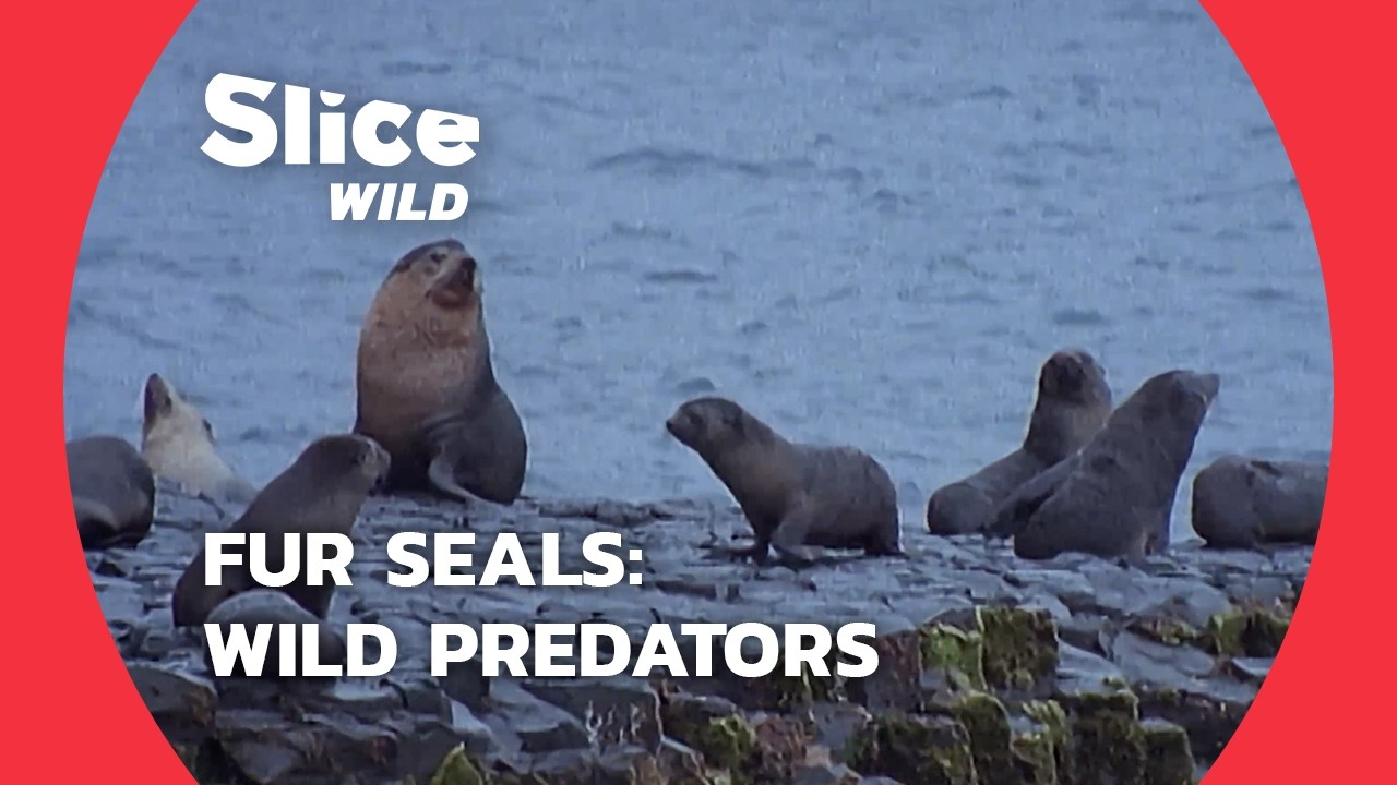 The Untold Story of Fur Seals: Life in the Wild | SLICE WILD