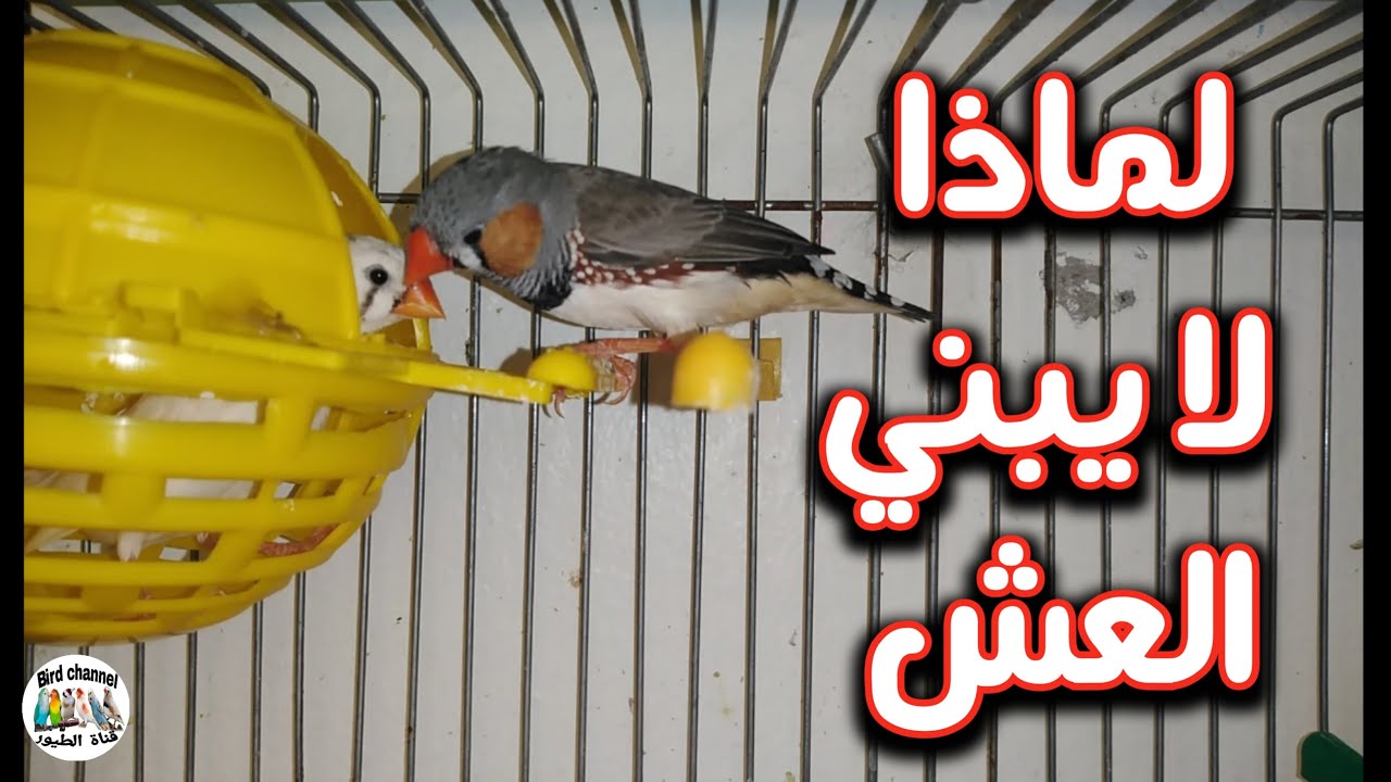 لماذا زوج الزيبرا لا يبني العش رغم أنه جاهز للتزاوج