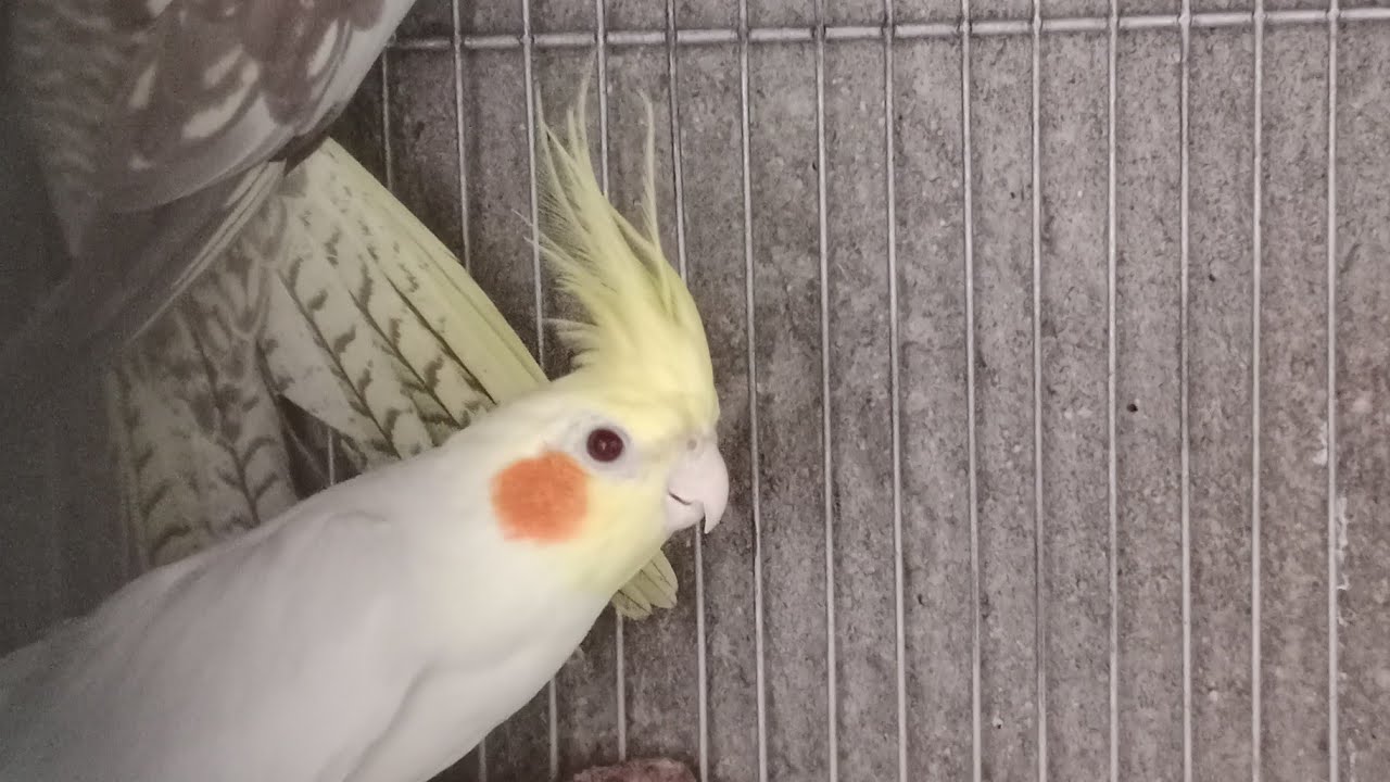  Cockatiel  is live!