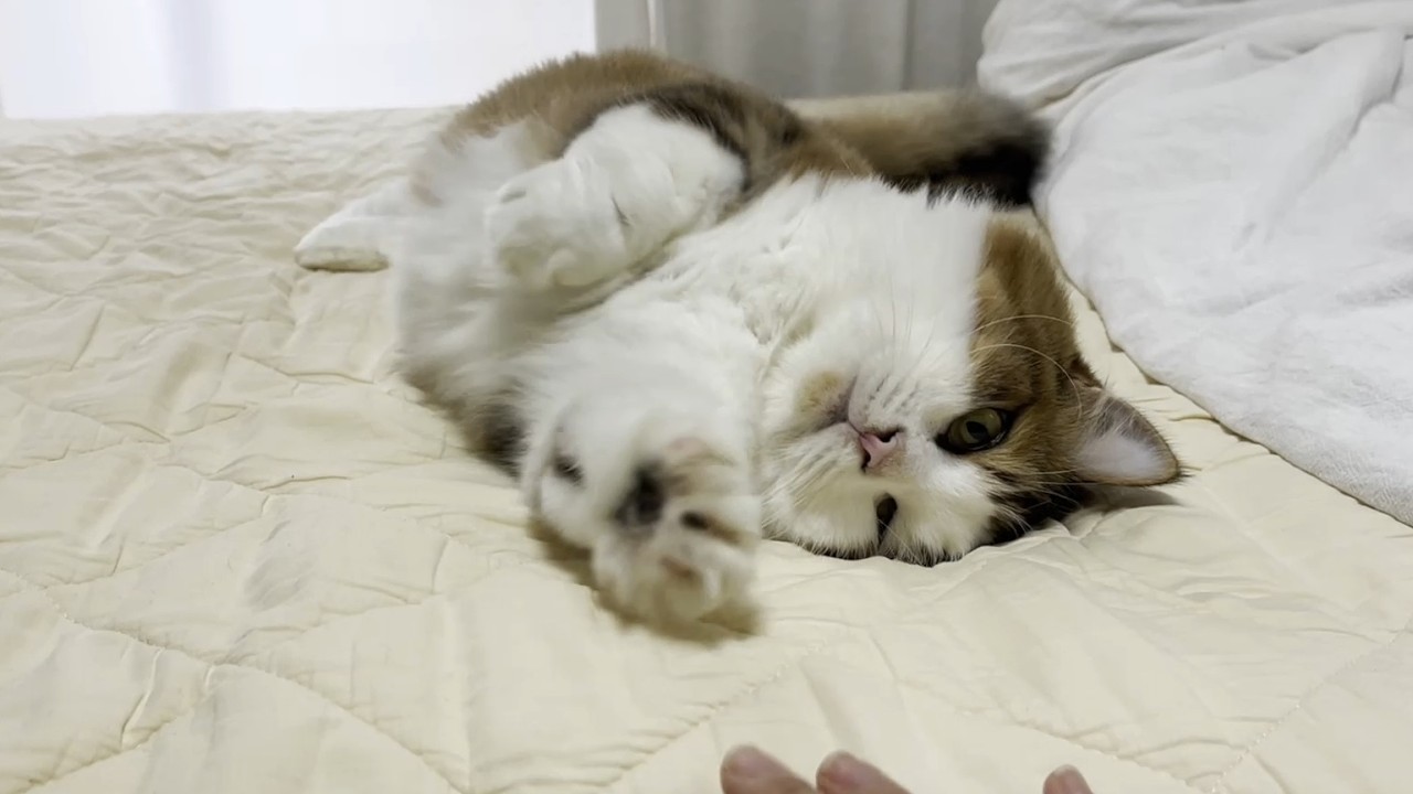お母さんのベッドで転がる猫みたいなぬいぐるみ