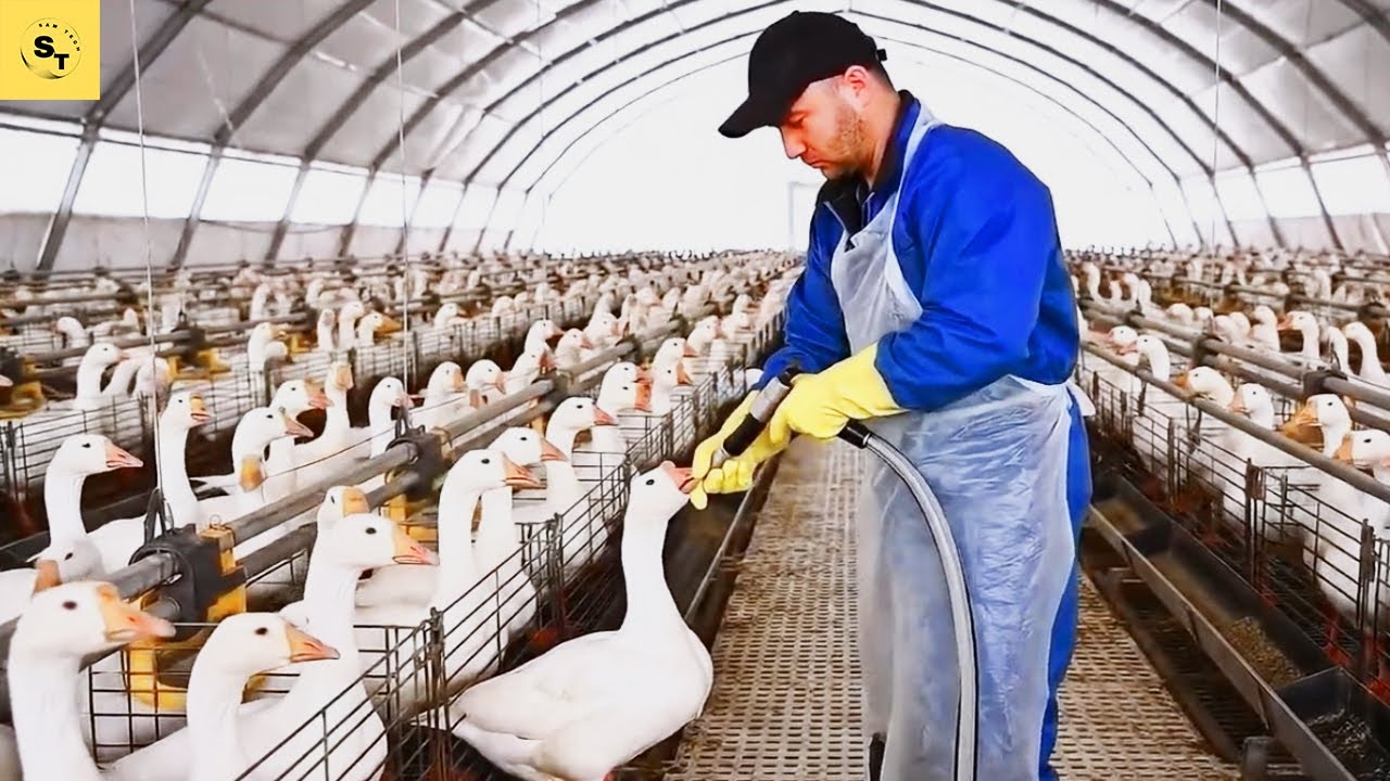 Inside Gourmet DUCK LIVER Factories Exposed!