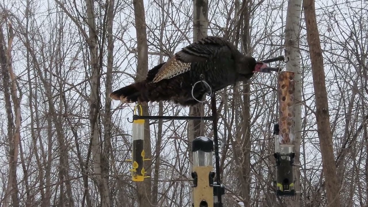 Big wild turkey eats seeds while perched on a bird feeder