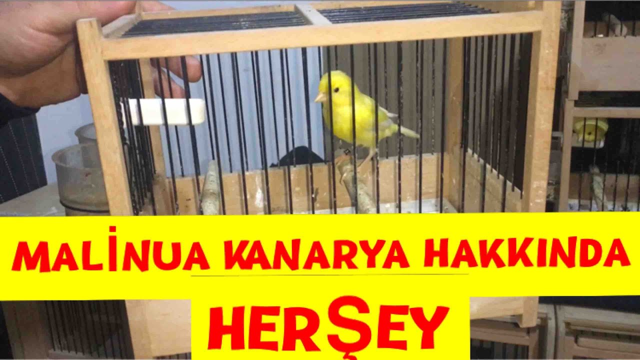 Великолепное пение канарейки Малинуа