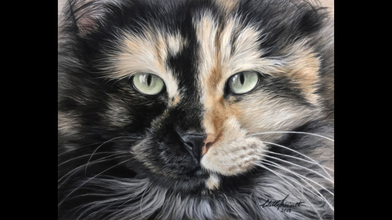 Cat Portrait Progression Art Demonstration Video