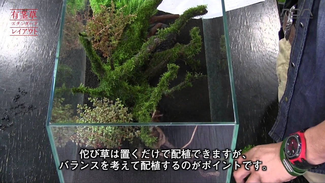 [ADAview] AJ224連動 60cm水槽 有茎草スタンダードレイアウト