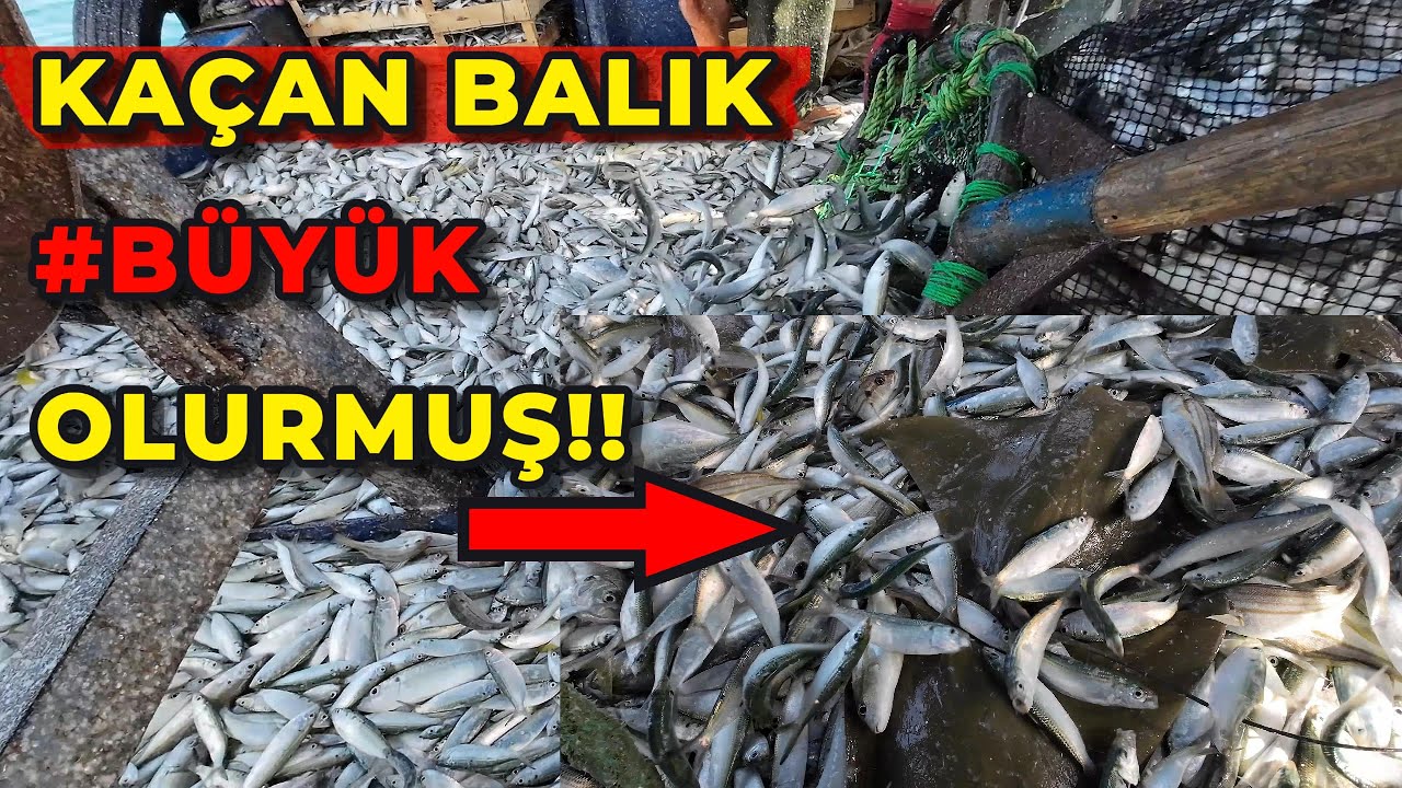 Lüfer Sürüsü Kaçtı: Son Atışta Ağ Yırtılınca Bakın Ne Oldu!