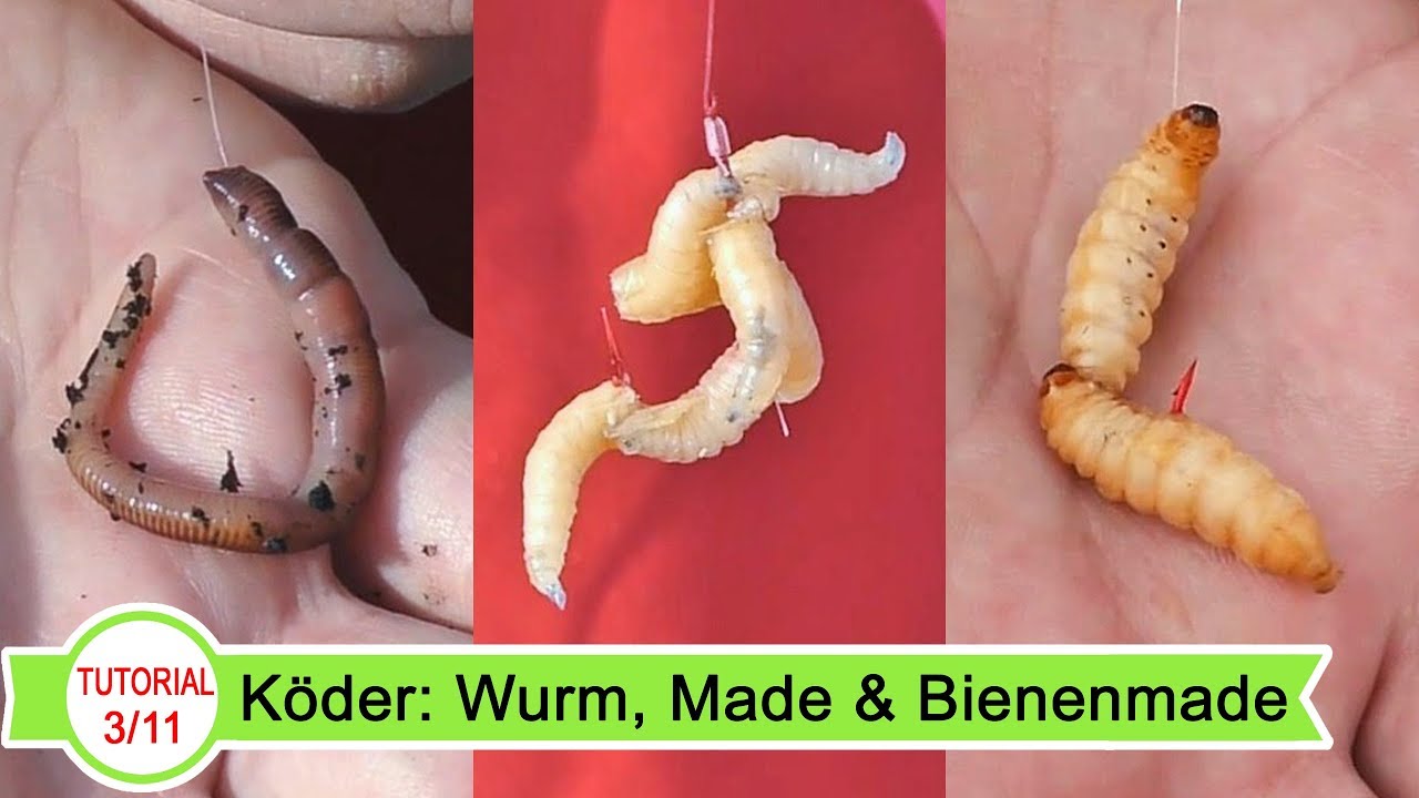 #3 Forellenangeln. Köder: Bienenmade & Co.