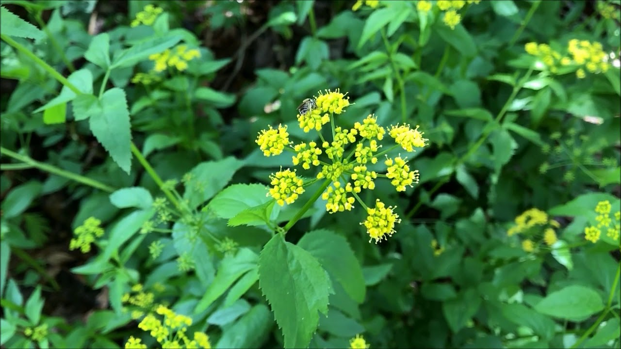 Golden Alexanders