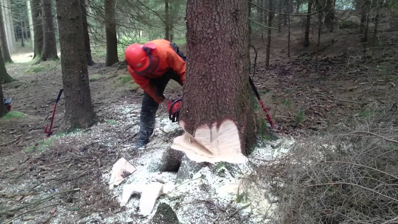 K&aacute;cen&iacute; stromů, když se nedař&iacute;