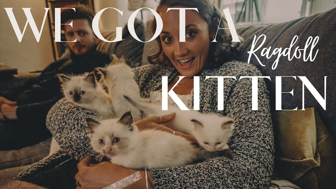 WE GOT A RAGDOLL KITTEN! | Girl Going Global