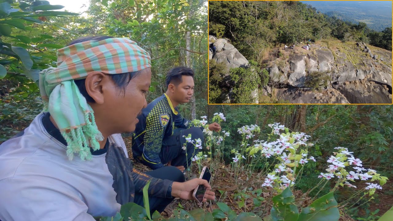 ឡើងភ្នំមើលផ្កា កេសរកូលព្រៃ ភ្នំជី - Hiking visit wild flowers and Camping 06/Dec/2025 - EP369.1