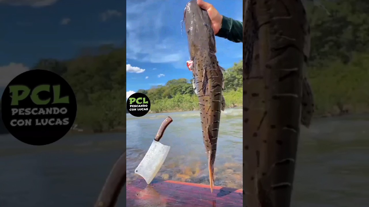 Mira esta receta! surubi al disco! una bomba! #fishing #catchingfish #pesca #fishinglife #fish #rio